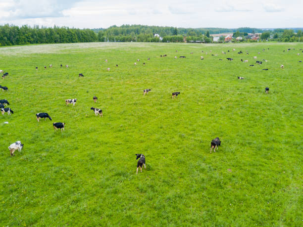 istock Cows graze in a green meadow. 1142275104