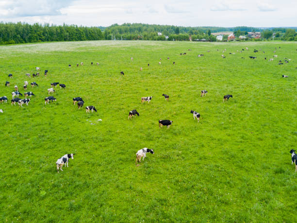 istock Cows graze in a green meadow. 1142275163