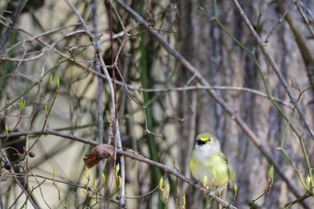 A White-eyed Vireo, Vireo griseus,  Vireo griseus, calling to lure in for female companionship now that breeding season has arrived.