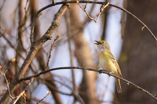istock White-eyed Vireo Singing 1142275888