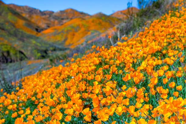 lake elsinore adormidera superbloom - hill green california grass fotografías e imágenes de stock