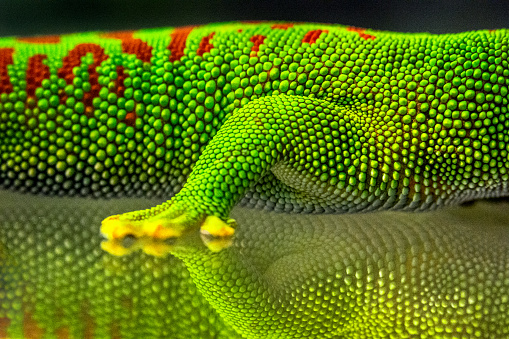 Close-up of Madagascar Day Gecko's leg and body on glass with strong reflection on a surface.