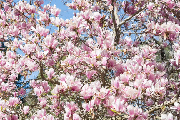 istock Blossoming magnolia 