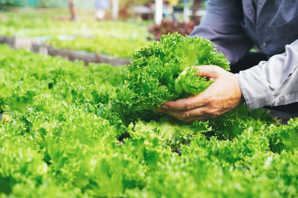 istock Gardener harvest vegetables from the home garden. 1142277449