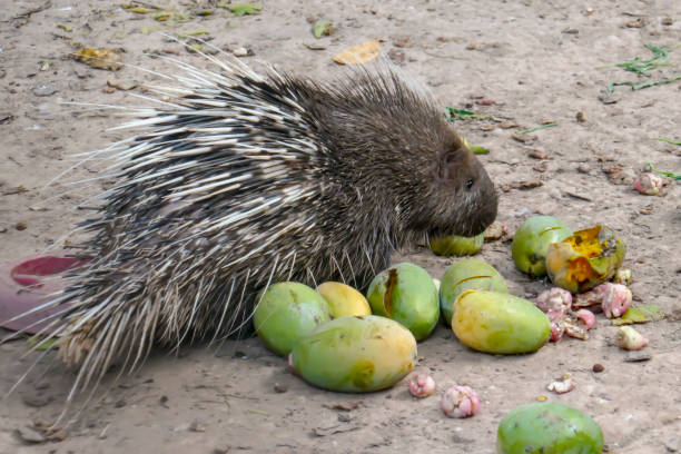10+ Porcupine Asia Eating Wildlife Stock Photos, Pictures & Royalty ... Biology Diagrams