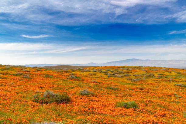 Antelope Valley Poppy Reserve- Poppies and Blue Sky Multicolored flowers in the Antelope Valley Poppy Reserve near Lancaster, California. antelope valley poppy reserve stock pictures, royalty-free photos & images