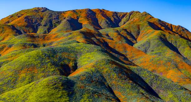 California poppy superbloom lake Elsinore walker canyon California poppy superbloom lake Elsinore walker canyon butterfly 8564 stock pictures, royalty-free photos & images