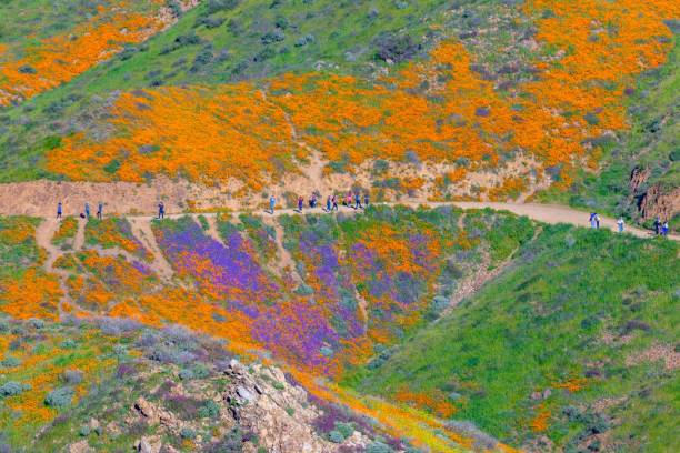 カリフォルニアポピー superbloom 湖エルシノアウォーカーキャニオン - poppy field flower california golden poppy ストックフォトと画像