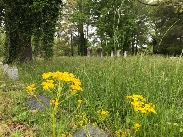 istock Yellow Flowers growing in a cemetery in Spring 1142278989
