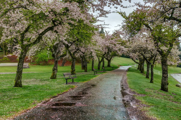 istock Fallen cherry blossoms in a park 1142279522