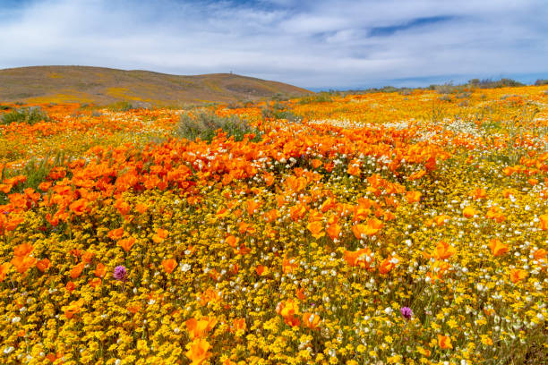 istock Antelope Valley Poppy Reserve- Goldfields and Poppies 1142280099