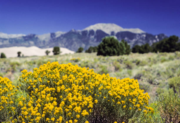 Great Sand Dunes National Park - Rabbit brush, August 1977.  Scanned from Kodachrome slide.