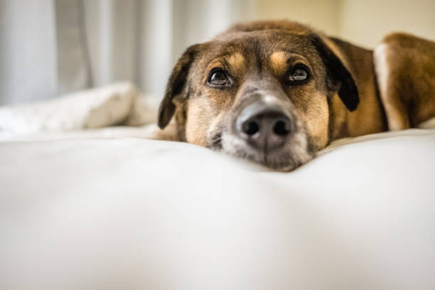 Dog with sweet face lying on bed stock photo