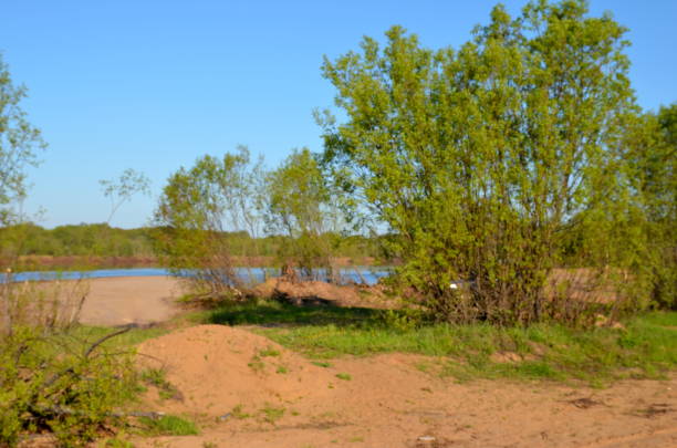 Summer landscape, pond and forest on the horizon.
