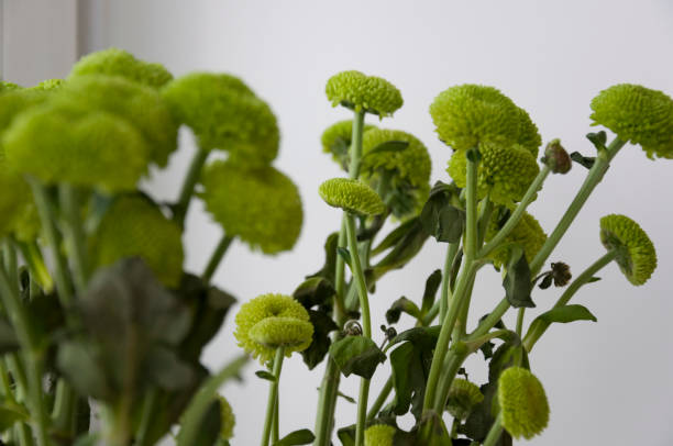 istock Bouquet with flowers green chrysanthemum 1142282510