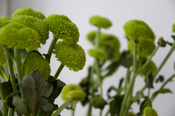 istock Bouquet with flowers green chrysanthemum 1142282518