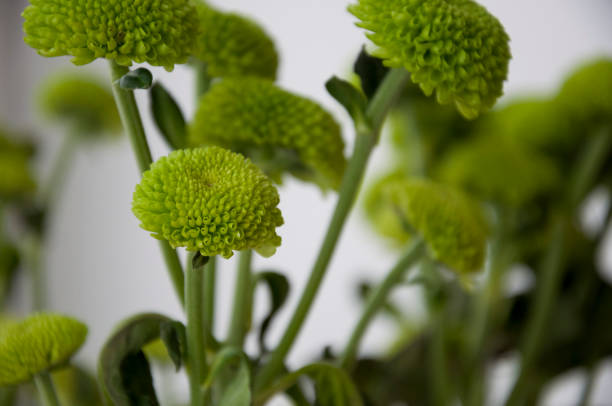 istock Bouquet with flowers green chrysanthemum 1142282532