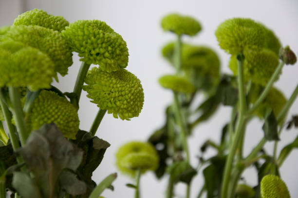 istock Bouquet with flowers green chrysanthemum 1142282550