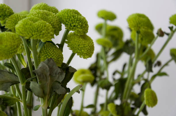 istock Bouquet with flowers green chrysanthemum 1142282552