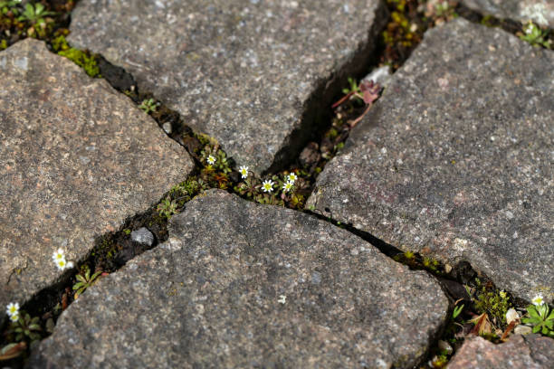 istock Small flowers make the way between stones of the sidewalk 1142283886