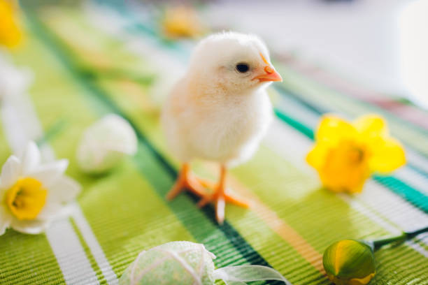 Easter chicken. Little yellow chick walking among spring flowers and Easter eggs.