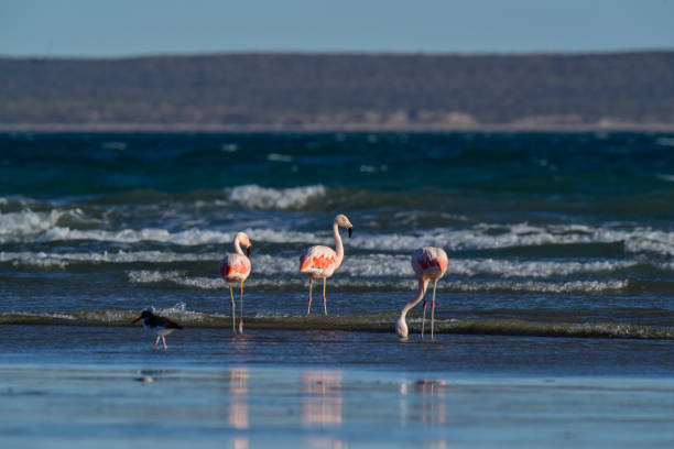 istock Chilean flamingo 1142287852