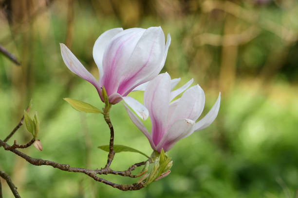 magnolia flores - tree magnolia vibrant color close up fotografías e imágenes de stock