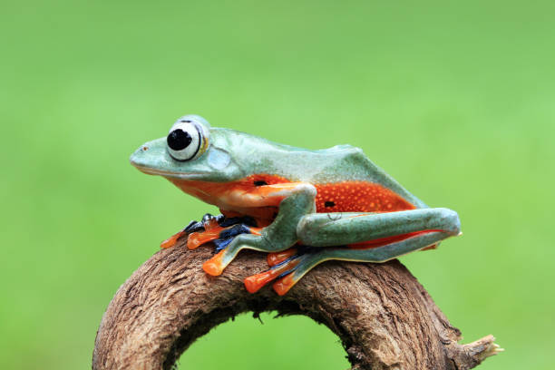 istock Javan tree frog on wood 1142291053
