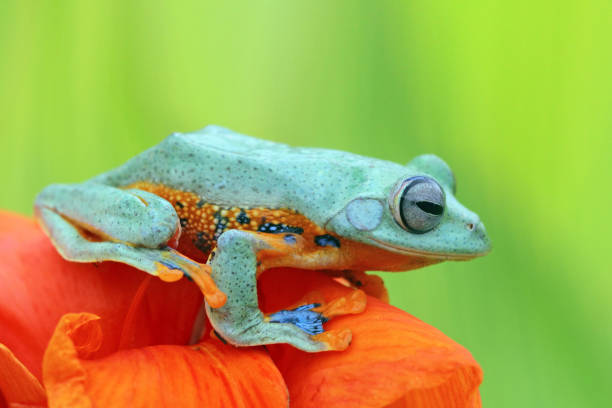 istock Javan tree frog on flower 1142291056