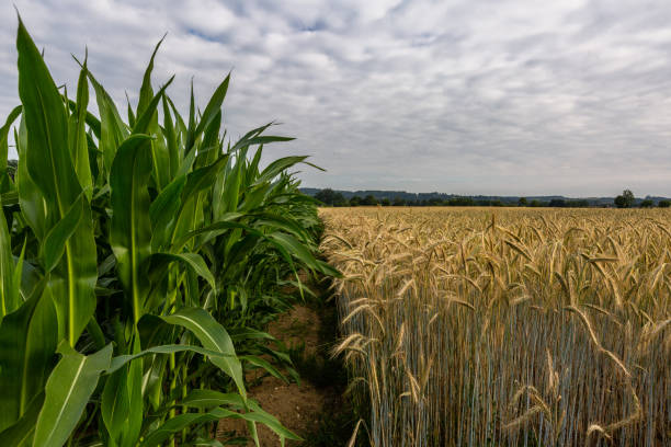 Fields of rye and corn in Germany