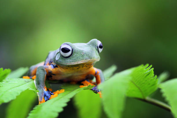 istock Javan tree frog on green leves 1142291980