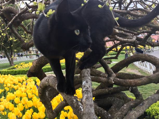 istock Bleak Cat on the street in tree 1142291993
