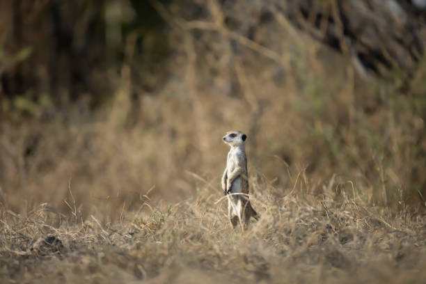 istock A Meerkat bathing in the first sunlight of day. 1142292171