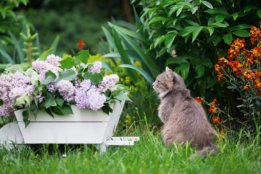 Gray domestic cat and spring lush lilac flowers bouquet in white wooden decorative wheelbarrow in backyard garden. Outdoor seasonal composition with copy space.