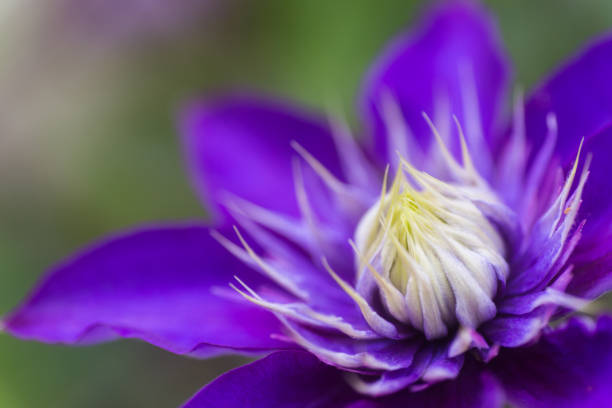Closeup purple clematis flower with neutral blurred background. Natural macro shot with details. Copy space.