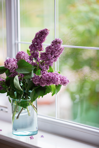 Spring tender bouquet of beautiful lilac in glass vase near window in daylight. Blooming flowers indoor. Concept of Women or Mother day gift.