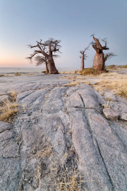 Baobab trees on Lekhubu Island, Botswana.