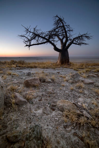 istock Baobab trees on Lekhubu Island, Botswana. 1142295392