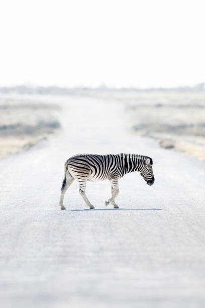 istock Zebra crossing a white gravel road. 1142296240