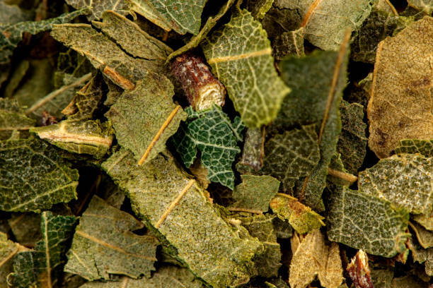 istock birch tree leaf detail, healthy herbs naturopathy 1142296246
