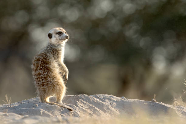 istock A Meerkat bathing in the first sunlight of day. 1142298858