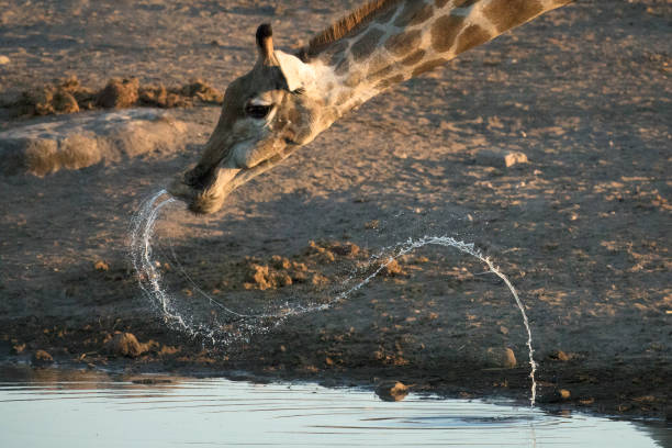giraffe que bebe em um furo de água. - niger delta - fotografias e filmes do acervo