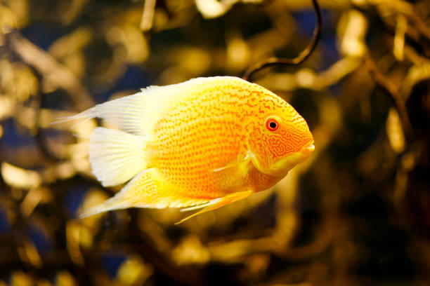 Cichlasoma severum - Cichlid fish in the aquarium