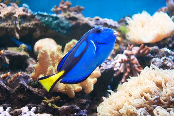 istock A beautiful tropical fish on a coral reef 1142299173