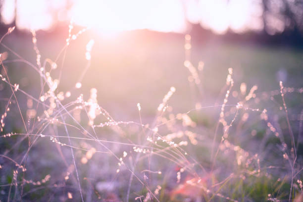 Wild grass close up in sunset
