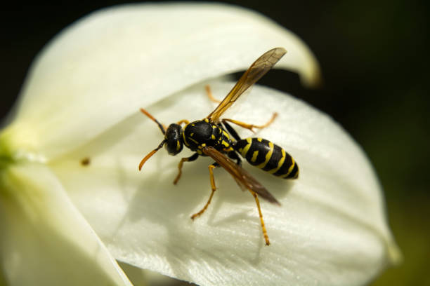 istock Wasp sitting on white petals of a flower 1142300606