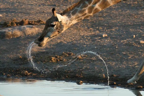 giraffe que bebe em um furo de água. - niger delta - fotografias e filmes do acervo