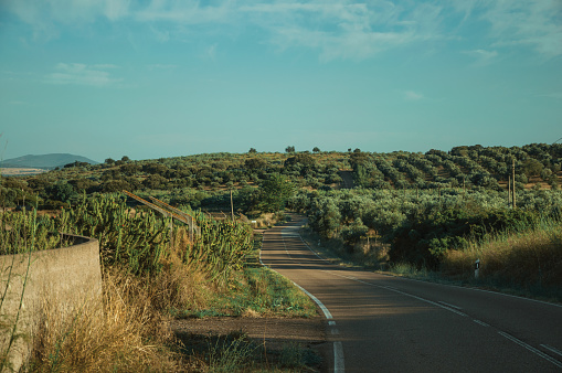 Road going up the hill covered by olive trees