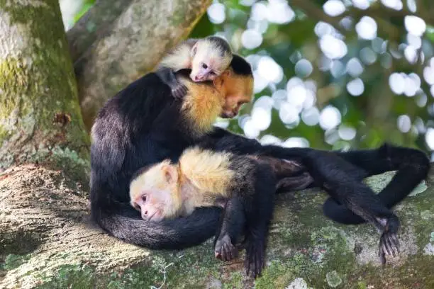 The capuchin monkeys are New World monkeys of the subfamily Cebinae. They are readily identified as the "organ grinder" monkey, and have been used in many movies and television shows. The range of capuchin monkeys includes Central America and South America as far south as northern Argentina