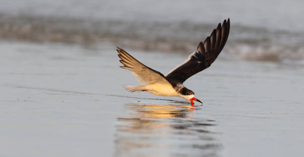 istock Black Skimmer, rynchops niger, feeding in flight 1142303367